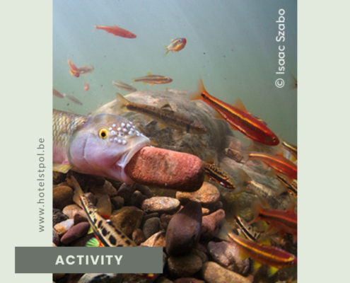 Wildlife Photographer of the Year